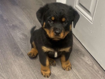 5 Chucky Rottweiler pups 