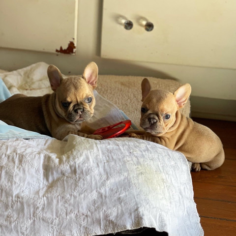 French Bulldog – AKC certified French Bulldog puppies