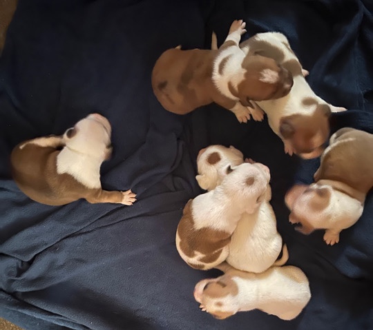 Bulldog – 7 puppies!!