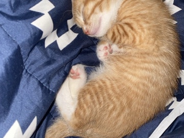 American Shorthair – orange American short hairs – Thousand Palms