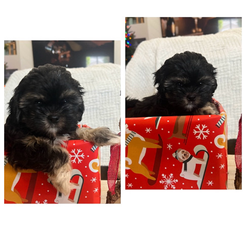 Shih Tzu – Shih Tzu