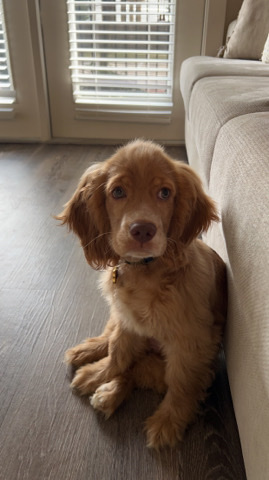 7 Month Cocker Spaniel 