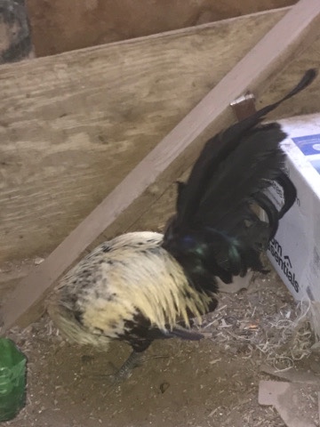 Fighter rooster
