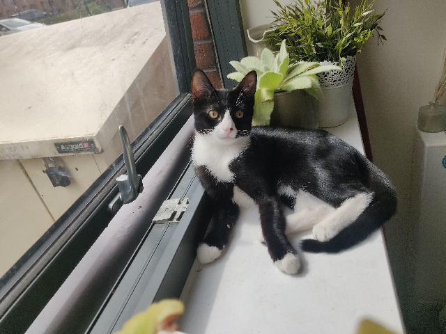 Russian White, Black and Tabby – Two Loving Kittens for sale