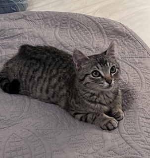 Gray Tabby Kitten