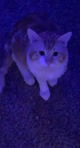selling cats