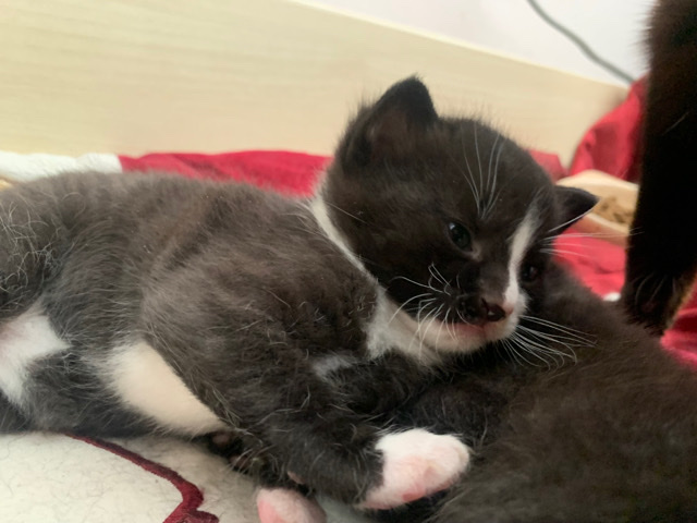 Russian White, Black and Tabby – black and white kittens
