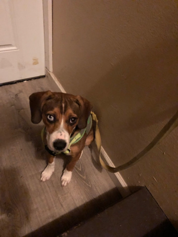 Beagle – Beagle/Pitbull Puppy