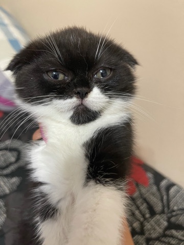 Scottish Fold – Kitty needs home