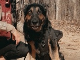 German Shepherd – male gsd – Ashburn