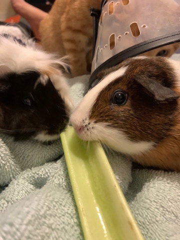 Any – Guinea pigs: male bonded pair