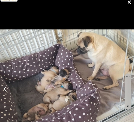 Pug – ready to leave now 5 pug puppies