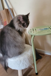 Norwegian Forest cat – rehoming Norwegian forest cat