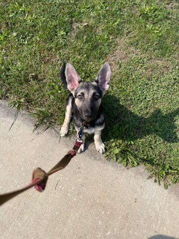 German Shepherd – full bread German shepherd