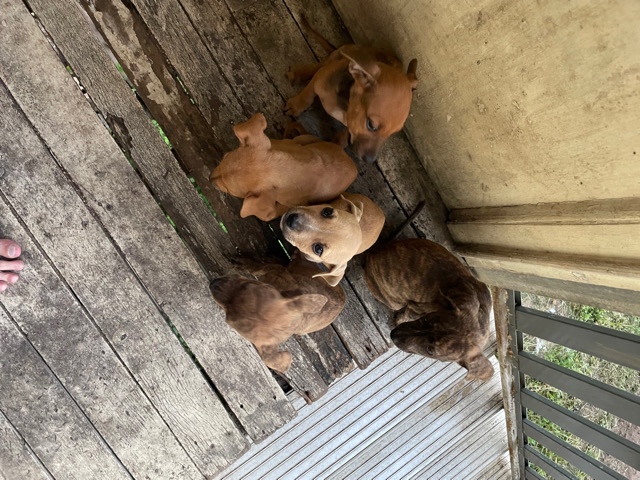 American Pit Bull Terrier – must sell Pitbull cross kelpie puppies