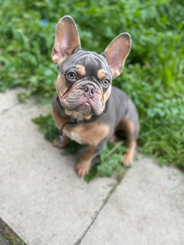 French Bulldog – French bulldog for sale