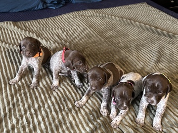 German Shorthaired Pointer – puppy German shorthair pointer – Necedah