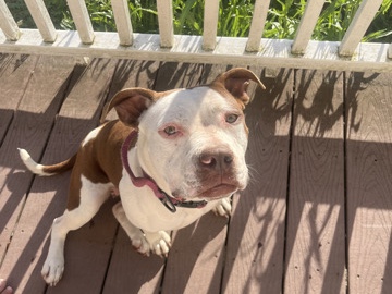 American Bulldog – Red Nose Pitbull