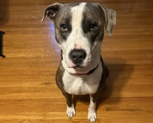 American Pit Bull Terrier – Glitzy