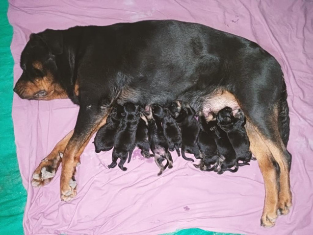 Rottweiler – standard quality Rottweiler puppies