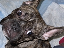 Image of French Bulldog