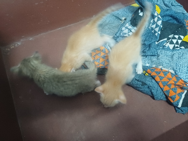 For adoption – Bengaluru