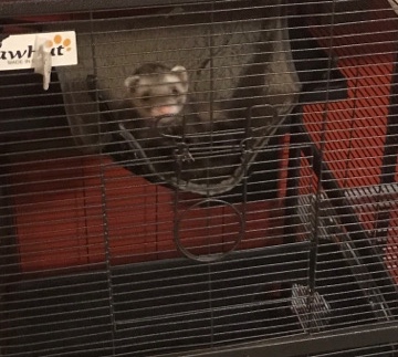 Any – tame ferrit for sale