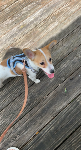 Chihuahua – chiweenie