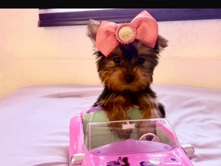 Yorkshire Terrier – mini Yorkis – Chula Vista