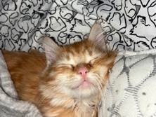 American Shorthair – Orange Fluffy Cat – Tempe