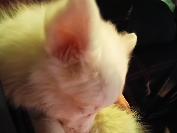Pomeranian – pomerenian healthy – Pune