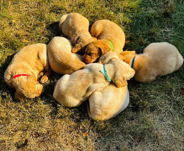 Labrador Retriever – Family Friendly Lab Puppies