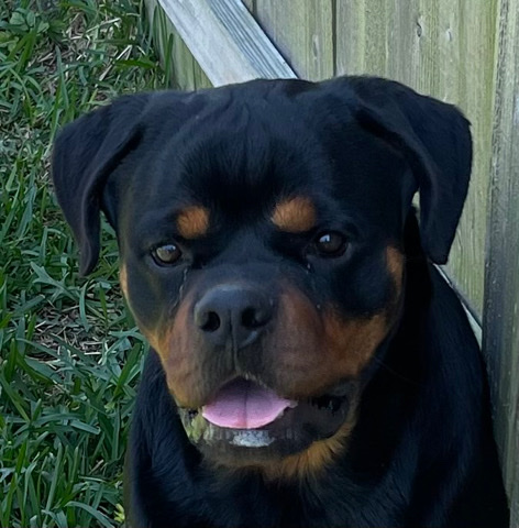 Rottweiler – Rottweiler