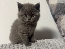 British Shorthair – BKH Kitten – München