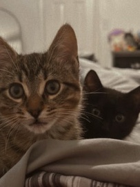 American Shorthair – 2 Kittens