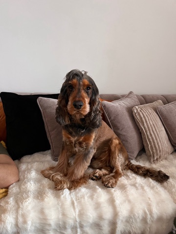 English Cocker Spaniel – 2year old make show cocker looking for a new home