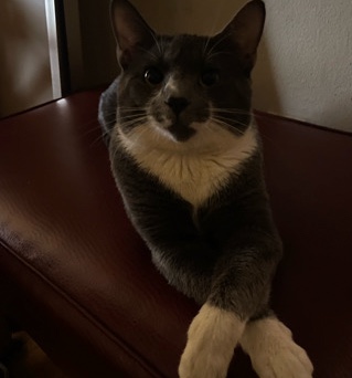 American Shorthair – Smokey – Minneapolis