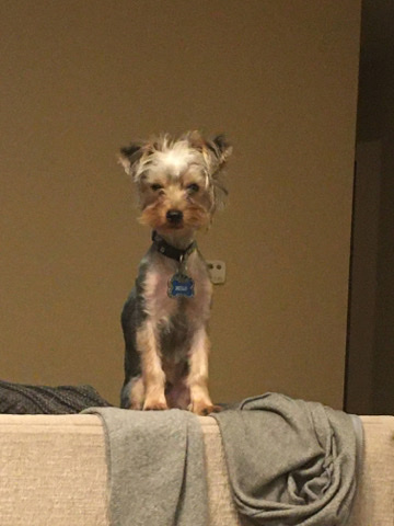 Yorkshire Terrier – rehoming milo