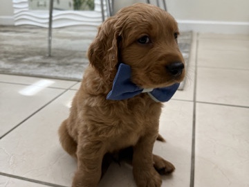 Goldendoodle – Puppy ❤️ – Doral