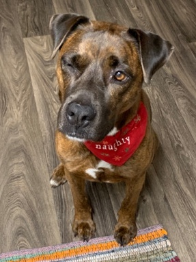 Boxer – Older dog looking for a family