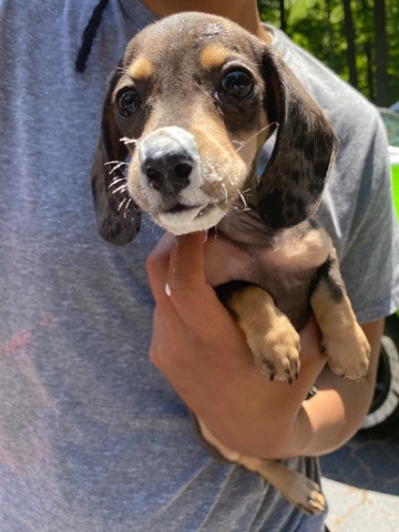 Dachshund – Mini Daschund for sale