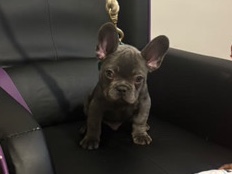 French Bulldog β happy holidays πππ