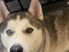 Siberian Husky – male husky – West Milwaukee