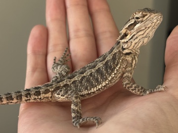 Baby Bearded Dragons