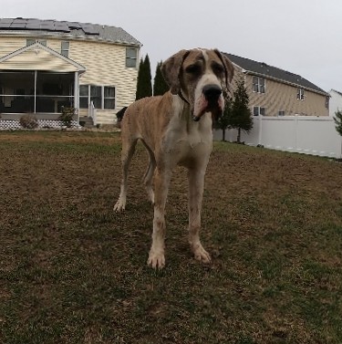 Great Dane – Great Dane 10 months old fully vaccinated