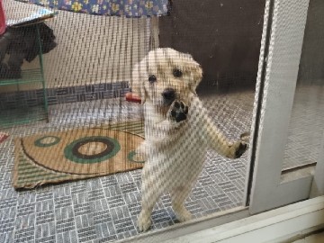 Golden Retriever – Finding a safe home for Golden retriever and Persian kitten 2 months old healthy – Bengaluru