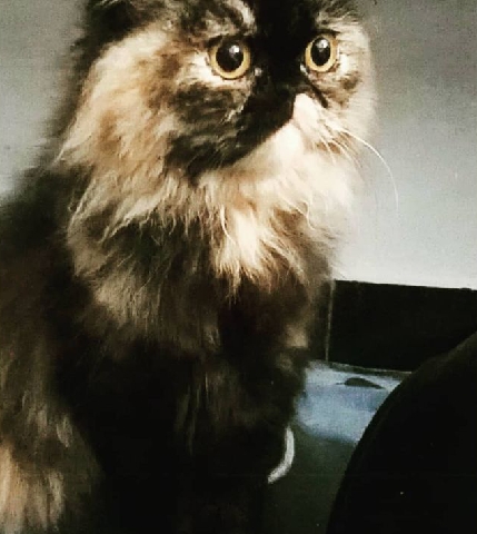 Persian (Modern) – Persian cat adult 2 years female name hela