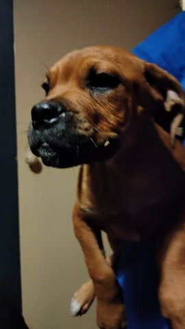 Dogue de Bordeaux – de Bordeaux puppies