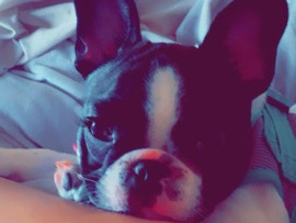 French Bulldog – 2 Year old Frenchie Female – Avon