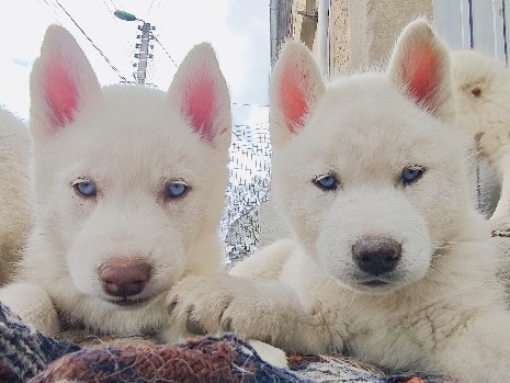 Siberian Husky – chiots husky lof – Herbitzheim